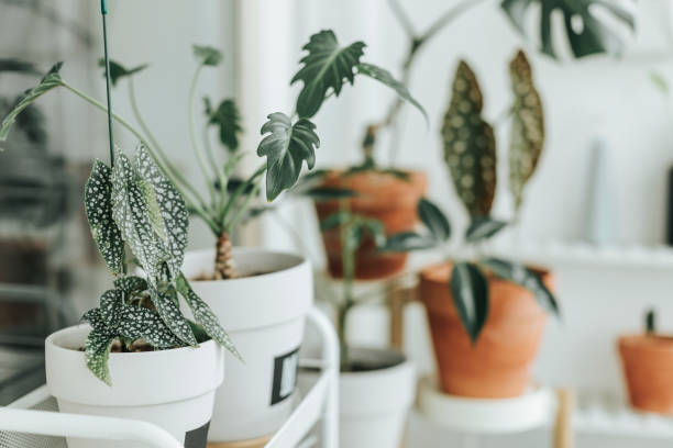 Choosing the Right Plants and Greenery