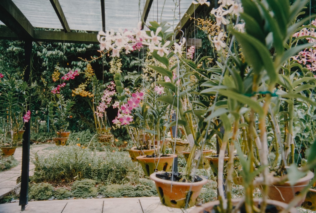 The Right Perennials for Your Garden