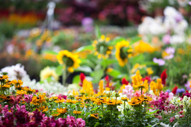Choosing the Right Annuals for Your Garden