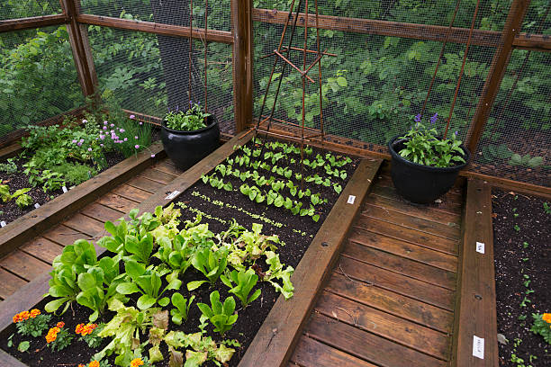 The Right Edible Garden for Your Home