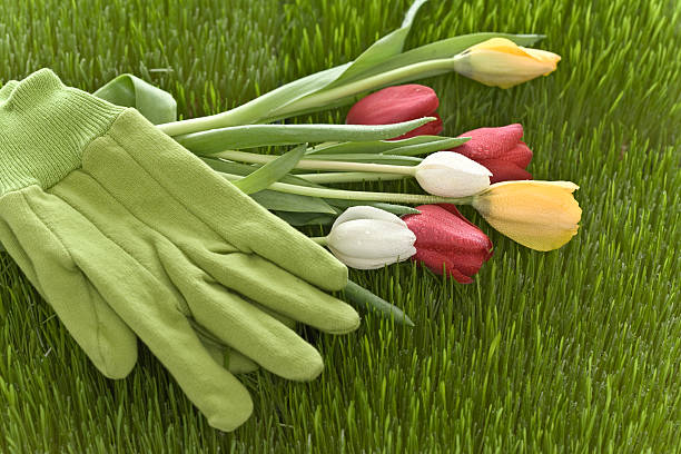 The Right Gardening and Lawn Care for Your Home