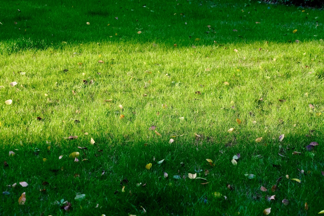 Choosing the Right Lawn Mower