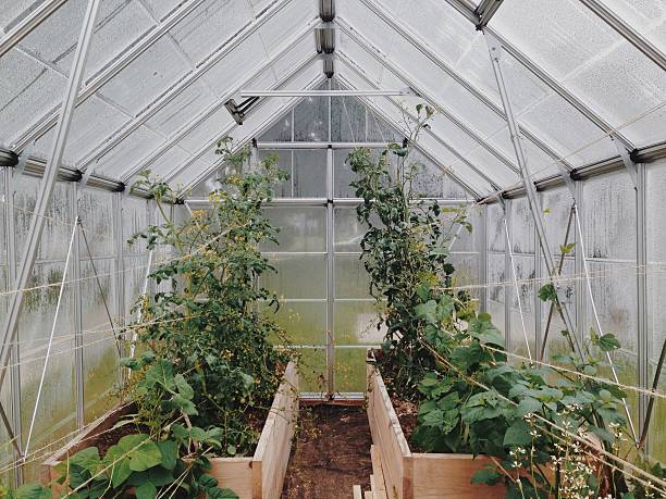 Choosing the Right Greenhouse
