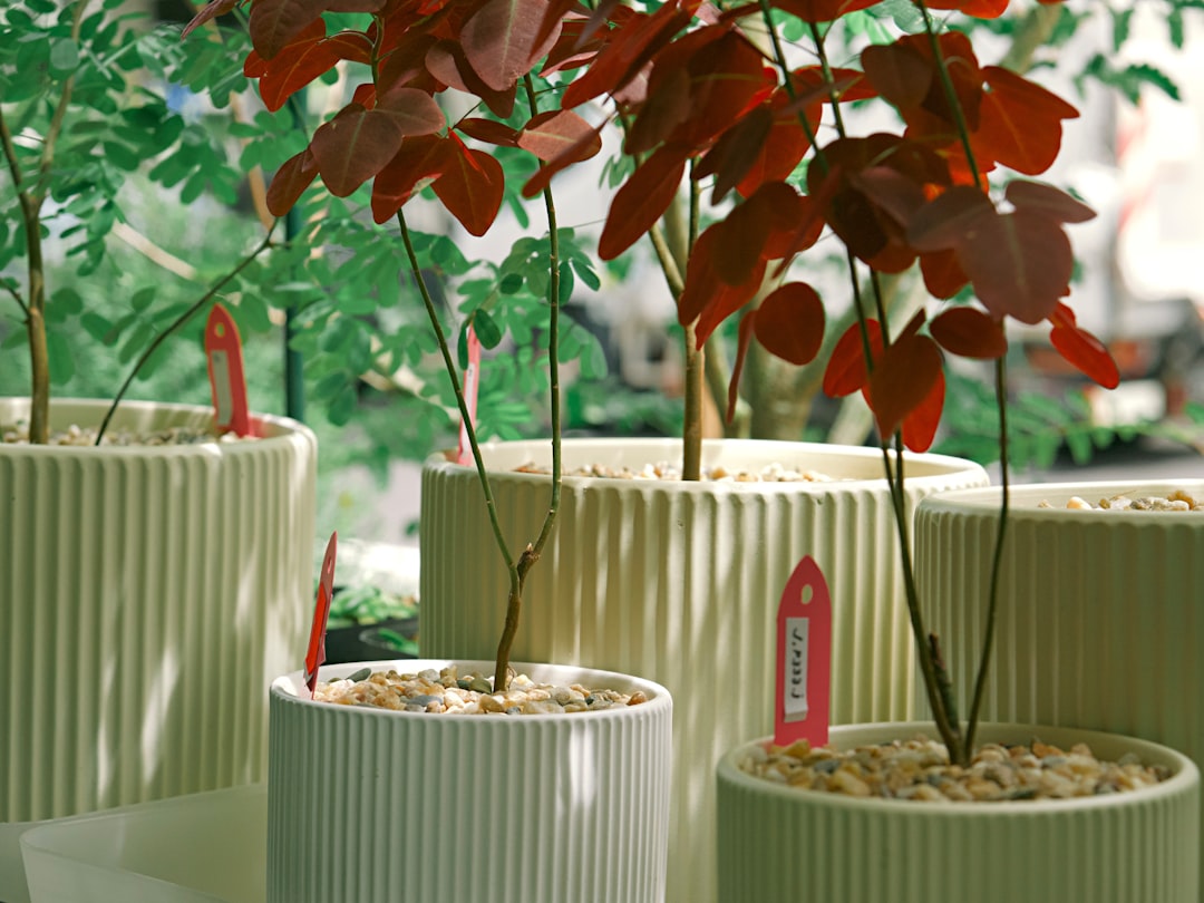 Choosing the Right Plant Stands