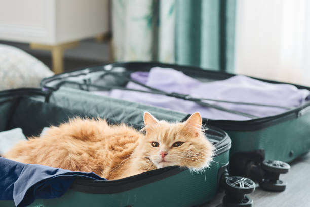 Yes, You Can Build a Beautiful Entryway Table Without Power Tools
