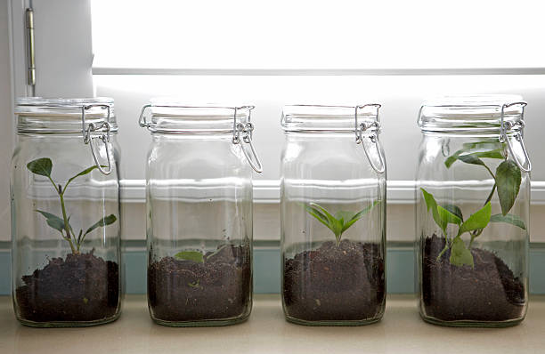 Yes, You Can Grow Annuals from Seeds Indoors: A Beginner’s Guide to a Brighter Garden