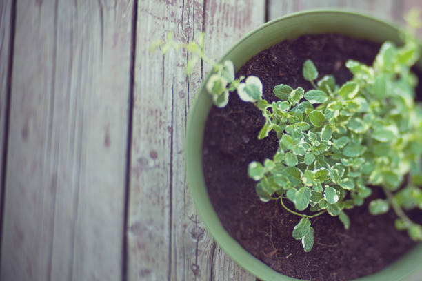 Yes, You Can Absolutely Make Your Own Potting Mix!