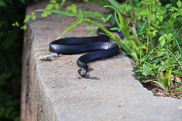 The Hidden Hurdle: Understanding Why Your Drain Snake Won’t Navigate Pipe Bends