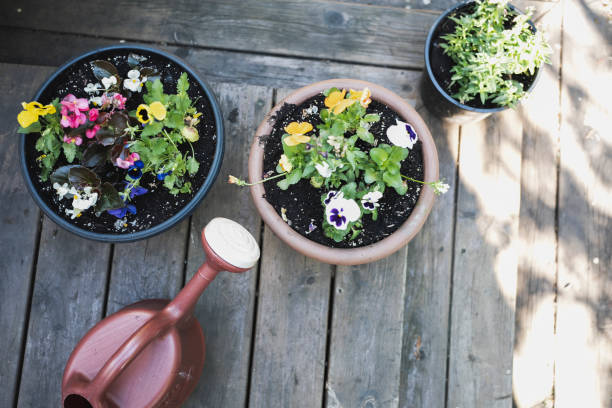 Blooming Creativity: DIY Projects with Annual Flowers