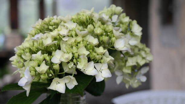 The Enchanting World of Hydrangeas: DIY Projects to Brighten Your Home