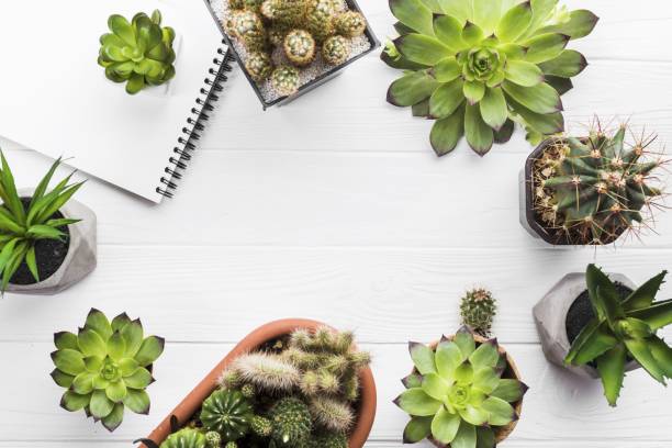 Succulents: Creative DIY Projects for Home and Garden
