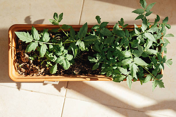 Nourishing Creativity: DIY Edible Garden Projects for Homegrown Abundance