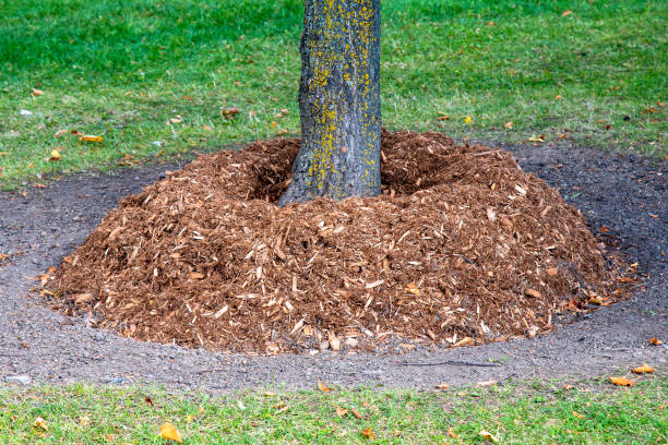 Mulch: DIY Projects to Enhance Your Garden and Landscape