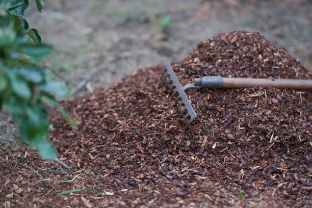 The Magic of Mulch: DIY Projects to Transform Your Garden