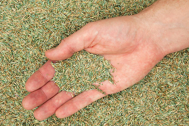 Growing Green: DIY Grass Seed Projects for a Lush Landscape