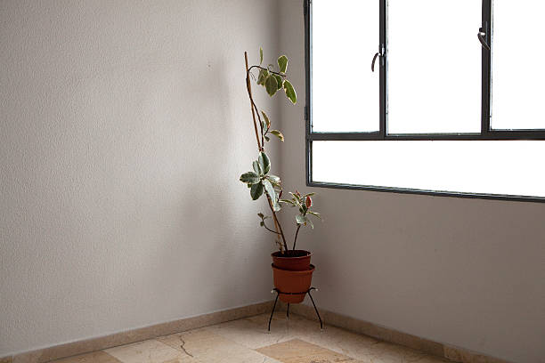 Elevating Nature: DIY Plant Stand Projects to Showcase Your Greenery