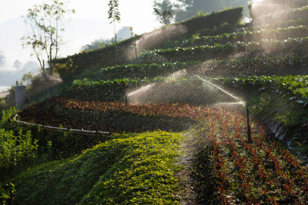 The Art of Efficient Watering in a Garden Center Environment