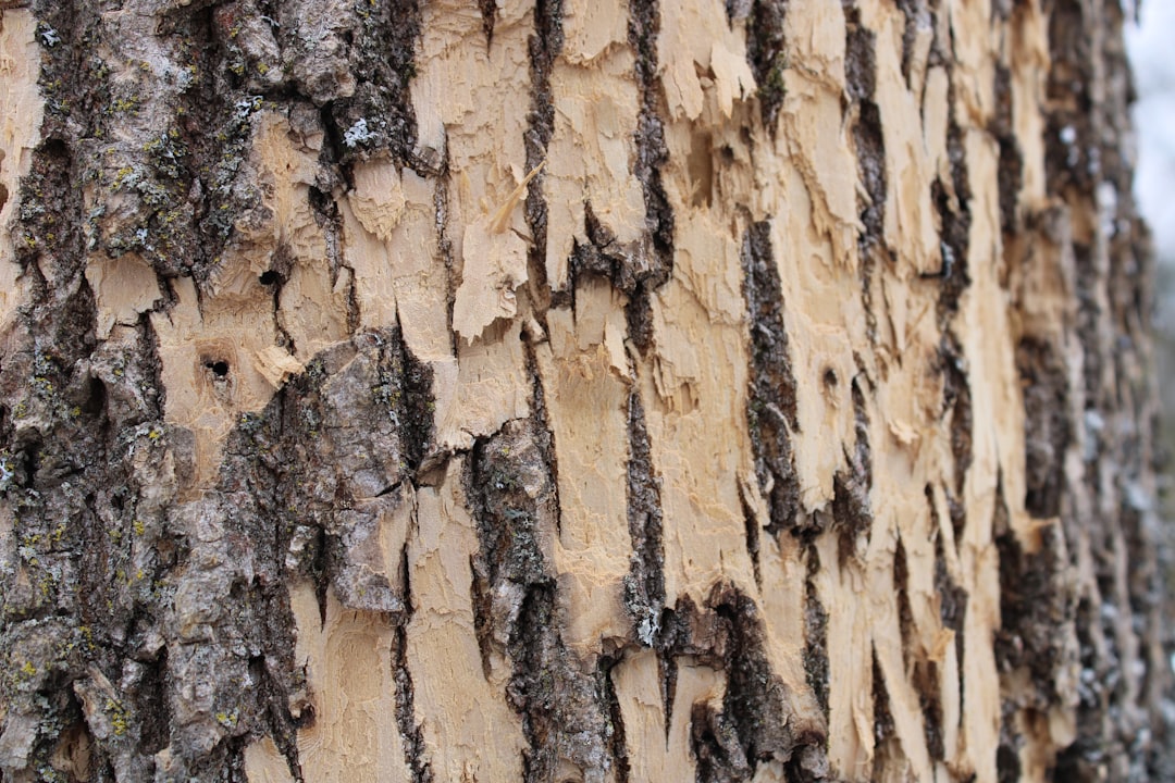 Protecting Your Wooden Fence: A Guide to Preventing Rot at the Base