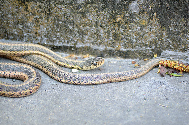 Snake vs. Hydro Jet: Untangling Two Powerful Uncloggers