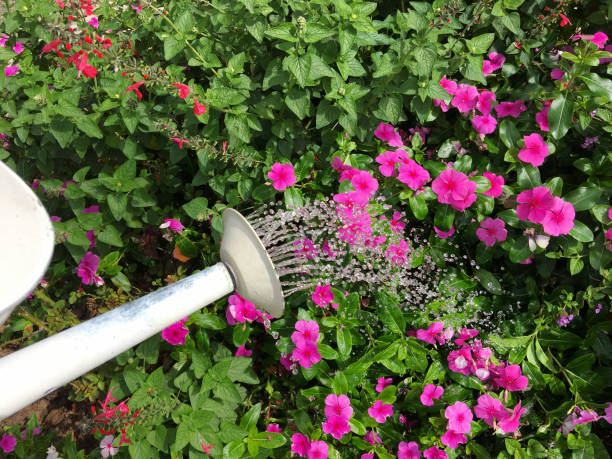 The Essential Guide to Watering Your Annual Flowers