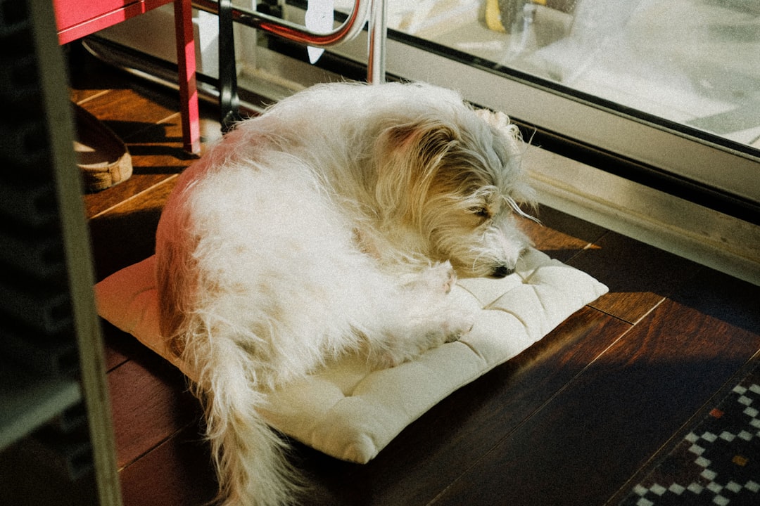 How to Remove Pet Odors from Carpets: A Complete DIY Guide for a Fresh-Smelling Home