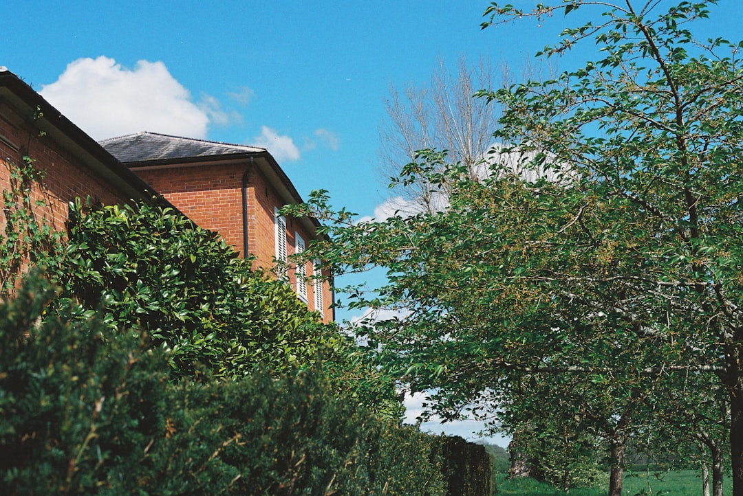 Mulching vs. Bagging: Which Is Better for Your Lawn?