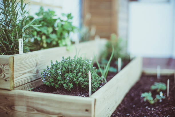 Companion Planting: Nature’s Blueprint for a Healthier, More Productive Edible Garden