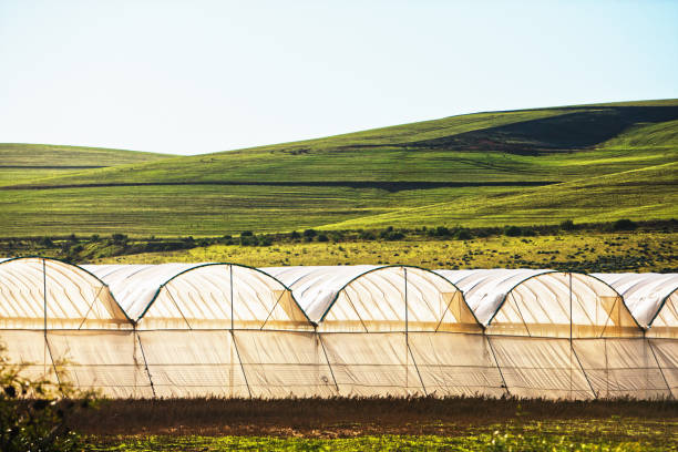 Finding the Perfect Spot for Your Backyard Greenhouse