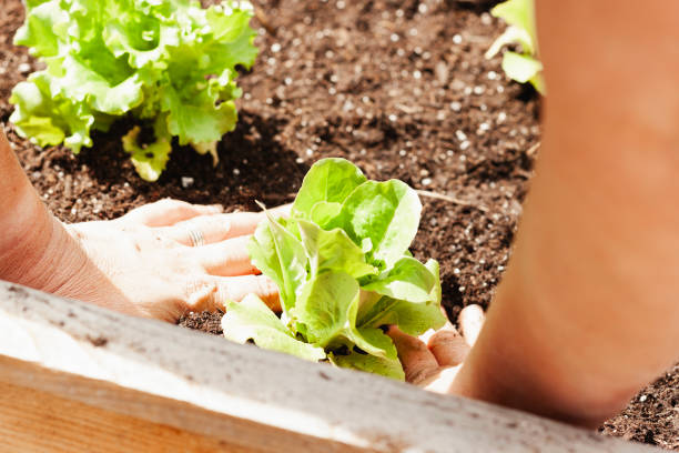Keep Your Raised Garden Beds Productive: The Simple Art of Crop Rotation