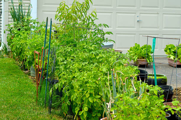 Banish Pests and Boost Your Harvest with Smart Companion Planting
