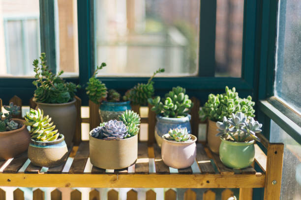 How to Water Succulents Without Killing Them