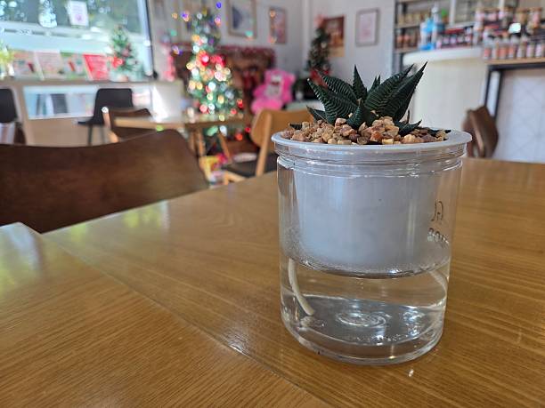 Build Your Own Self-Watering Planter for Lush Deck Gardens
