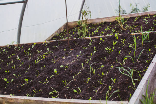 Extending Your Growing Season with a Cold Frame Greenhouse