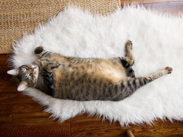 Rescuing Your Plush Rug from Pet Accidents