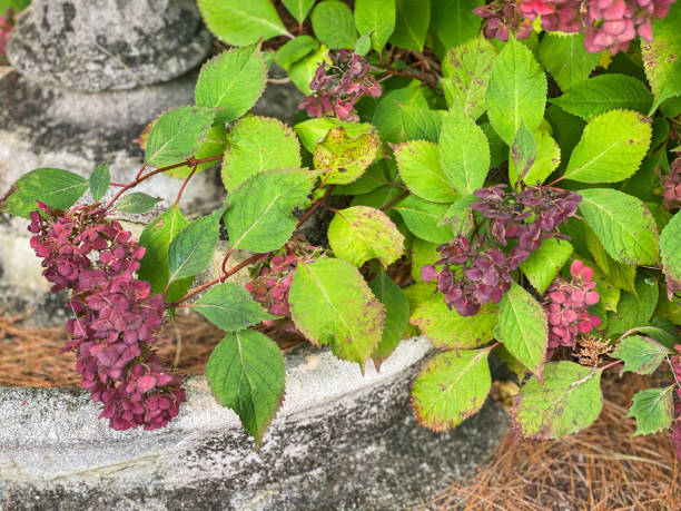 Why Your Hydrangea Leaves Are Turning Yellow (And What to Do About It)