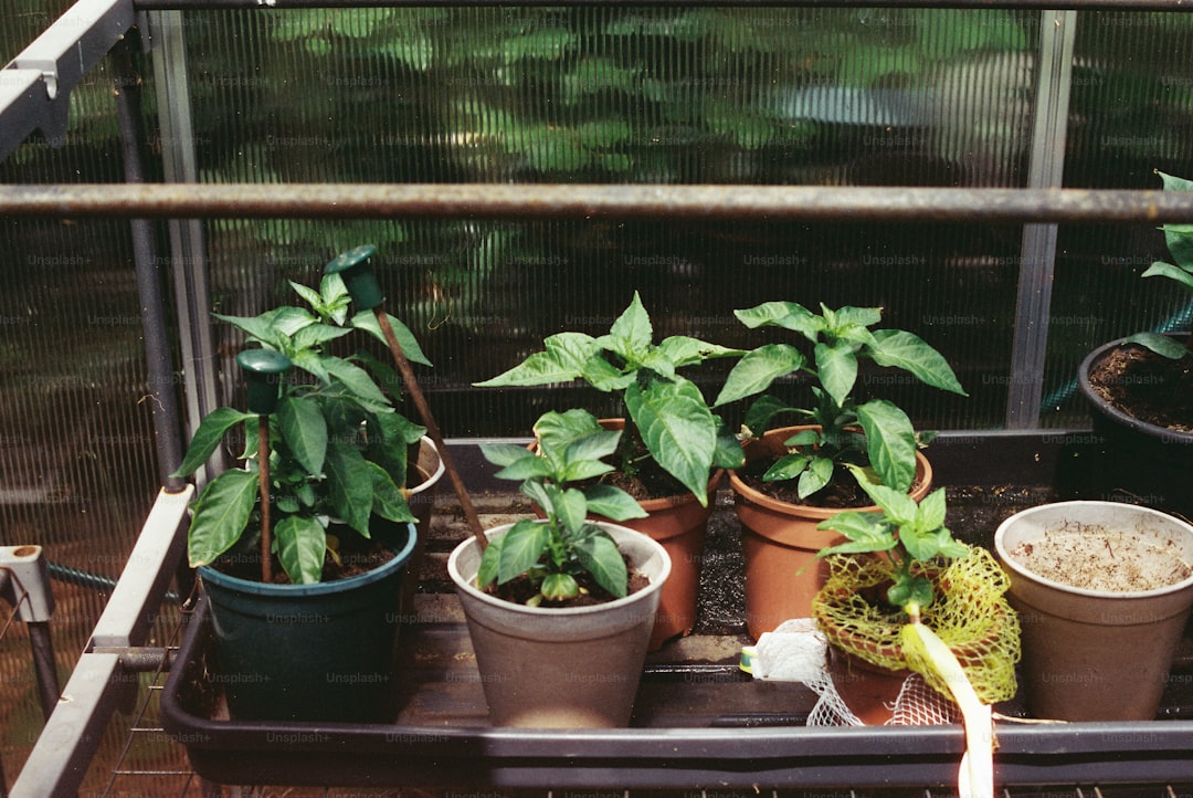 How to Build a Budget-Friendly Greenhouse from Repurposed Windows and Pallets