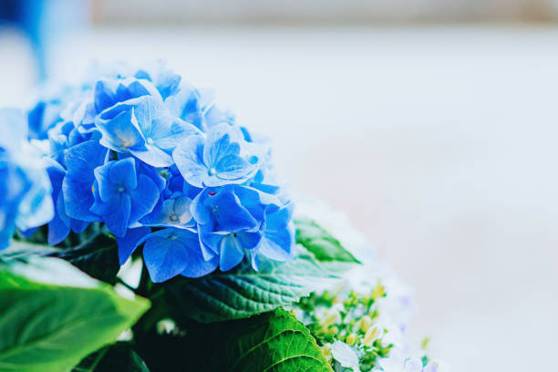 Why Your Hydrangeas Aren’t Blooming (And How to Fix It)