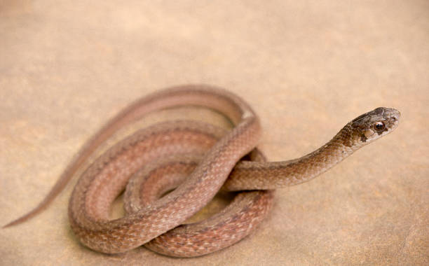 When to Put Down the Drain Snake: Knowing Your Limits