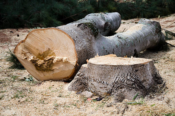 The Great Tree Stump Dilemma: To Grind or Not to Grind