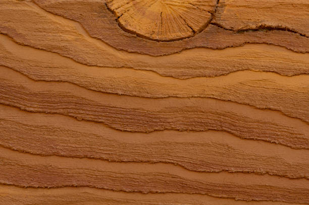 The Best Wood for Your Raised Garden Beds: What Homeowners Need to Know