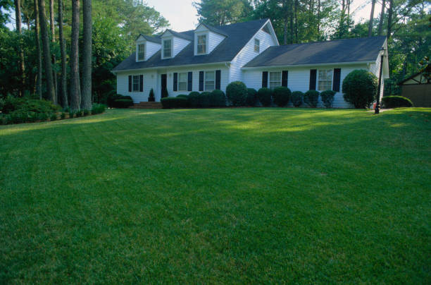 Overseeding Your Lawn: A Simple Way to Thicken Thin Patches
