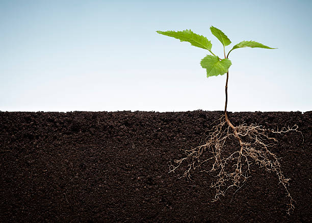 The Secret to a Thriving Raised Bed Isn’t What You Think