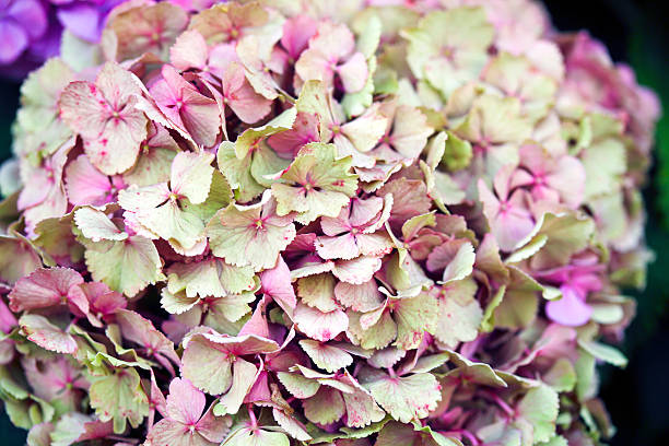Why Your Hydrangeas Aren’t Blooming (And How to Fix It)