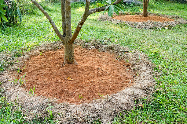 The Hidden Danger of Mulch Volcanoes and How to Fix Them