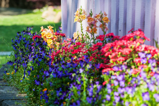 Dividing Perennials: The Secret to a Flourishing Garden Without Spending a Dime