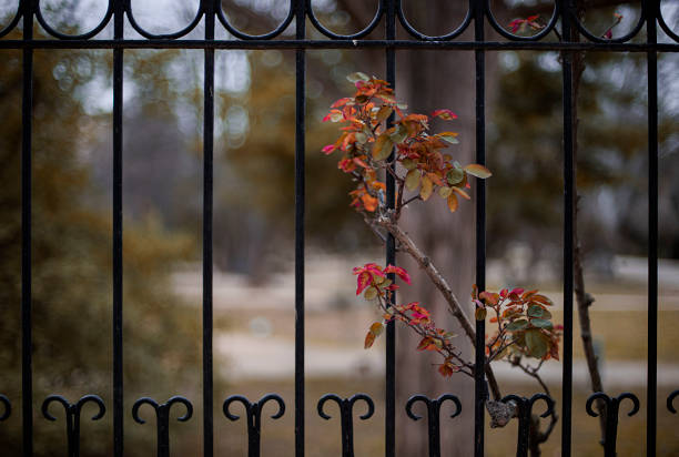 How to Build a Garden Trellis That Will Last for Years